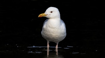 1721789