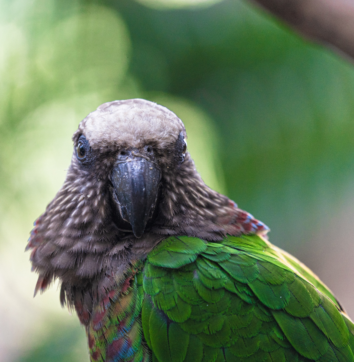 印第安酋长——鹰头鹦哥