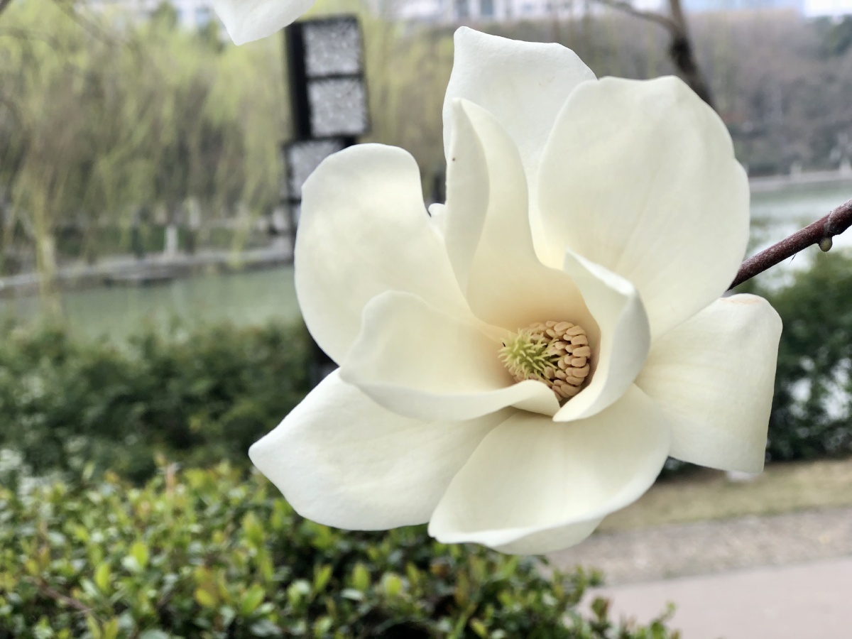 合肥市花广玉兰(广玉兰为什么是合肥的市树)