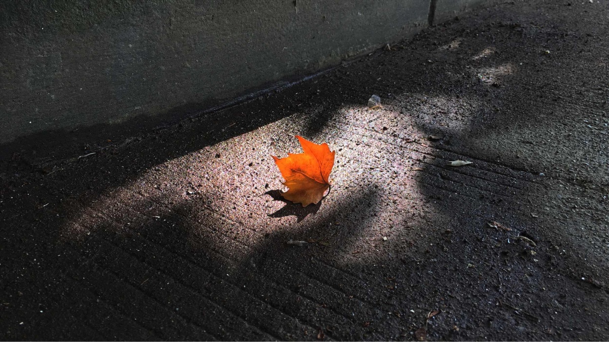 落叶尖灵动的秋色 - jojo550 - 图虫