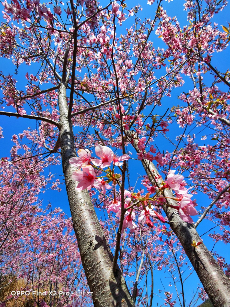 广州樱摄於厦门白交祠村