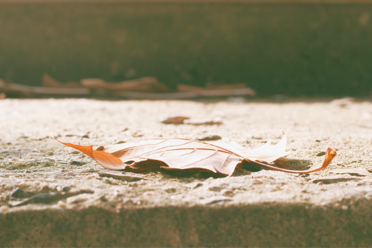 秋天的细枝末节 - 落叶彩绘lxl