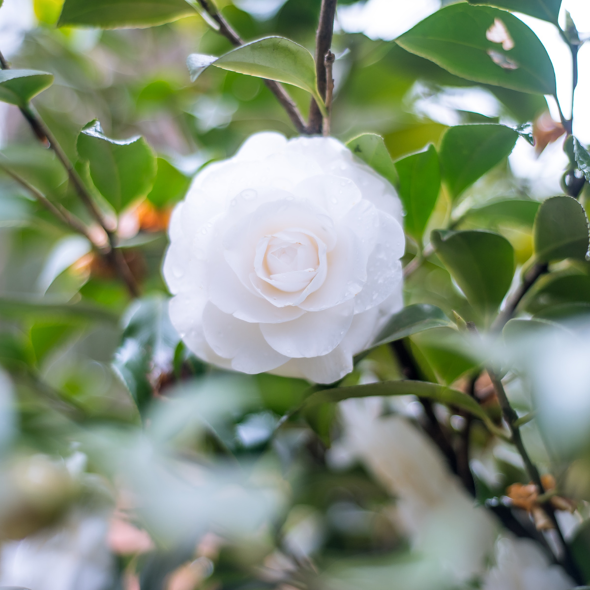 双重曝光 - 尼康, 50mm, 后期 - 庄意寒