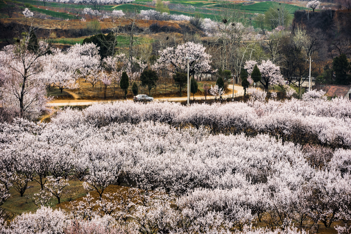 陕西蓝田县华胥杏花谷占地1135亩古杏树非常多壮观去年去的