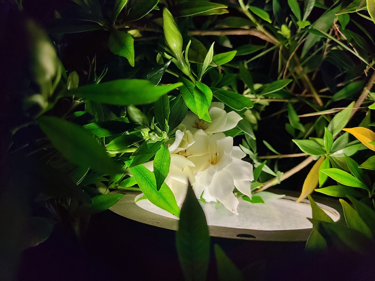 愿你是黑夜里芳香纯白的栀子花