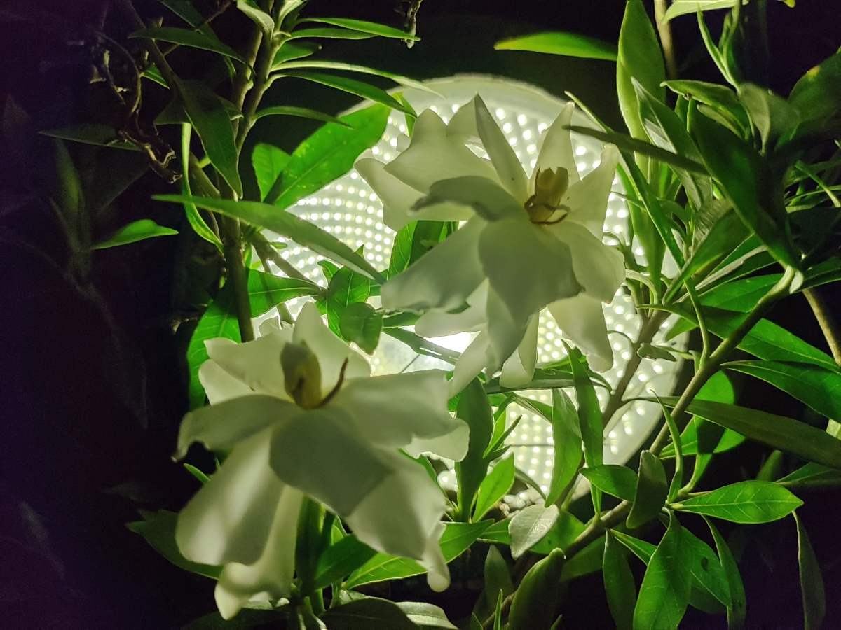 愿你是黑夜里芳香纯白的栀子花