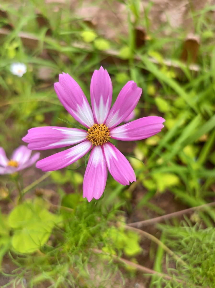每一片花瓣都散发着芬芳