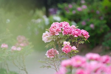 AF93A351-59DA-40CE-8C20-FA822964C11F/L0/001