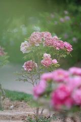 98342D99-28EA-4179-8123-57359E5D6EF6/L0/001
