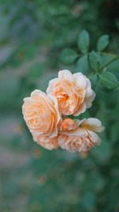 97F625ED-C420-4846-B549-F2576F5C08AC/L0/001