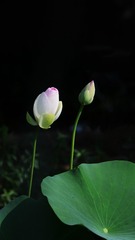 3A5A206B-25FB-4789-B6BF-84647FEDB746/L0/001