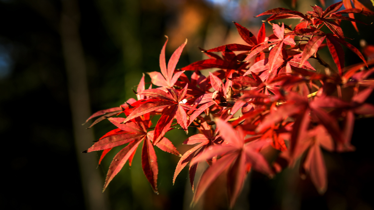 照夕阳捕手叶子植物花园颜色秋季季节枫树秋枫秋枫似火公园您的打赏