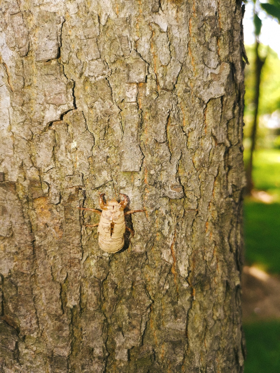 蝉退壳都留树上