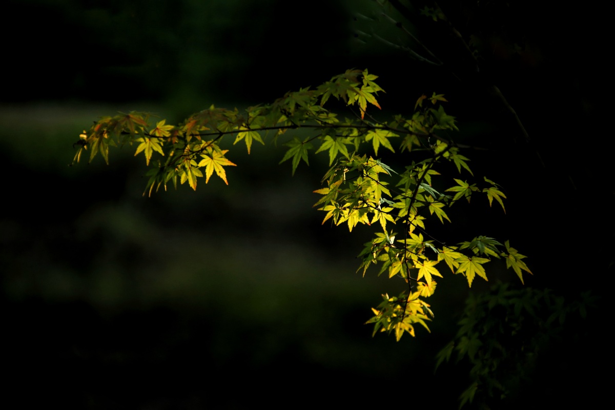春花秋草都艳丽低调秋草不招忌