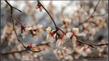 春花