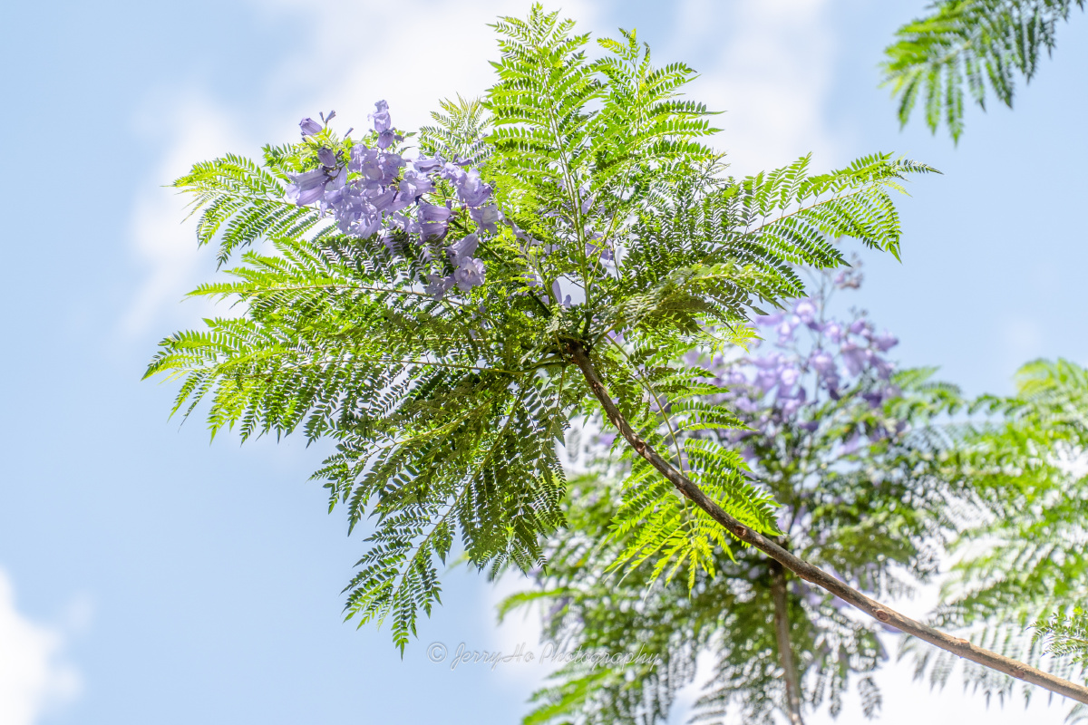 蓝花楹又名蓝雾树紫云木等初夏开花搞怪的是先开花后长叶等叶子长全了