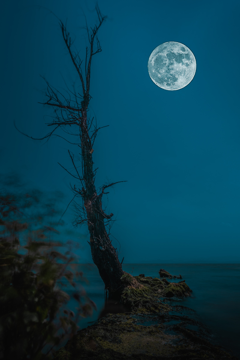 月夜枯树