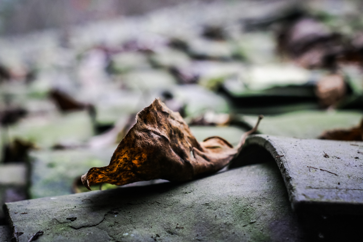 美院校园掉落的树叶