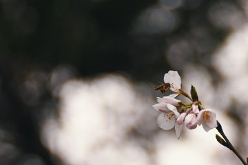 2383074