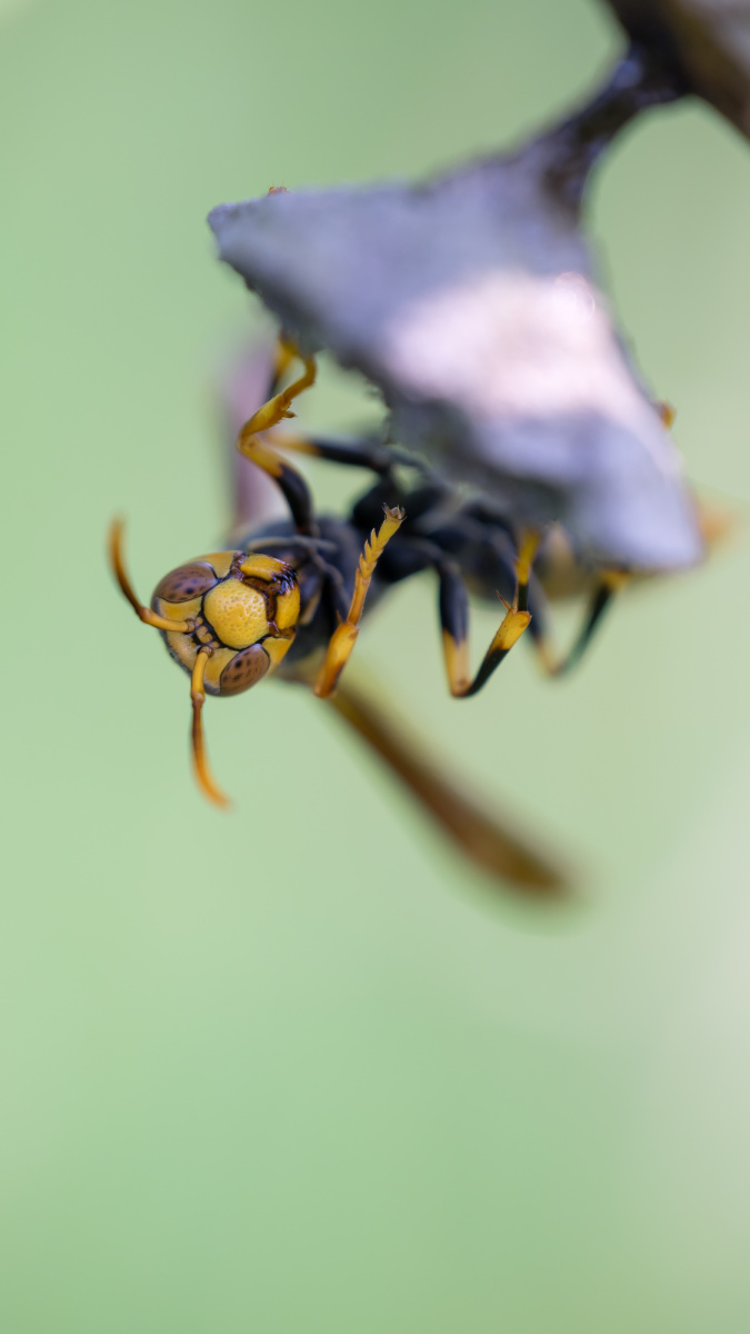 虎视眈眈的金环胡蜂