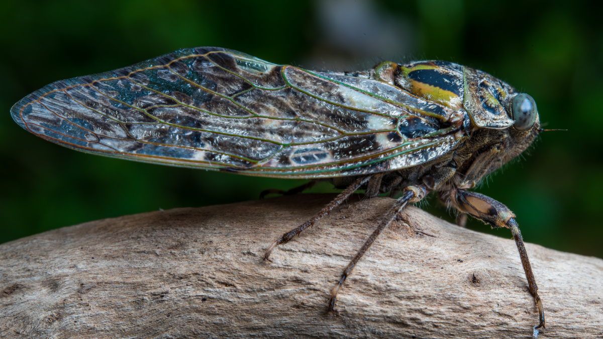 朝菌不知晦朔蟪蛄不知春秋