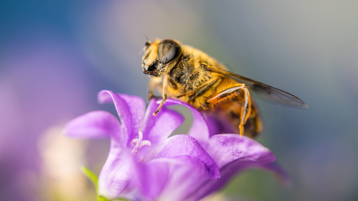 一只通过拟态模仿蜜蜂的食蚜蝇