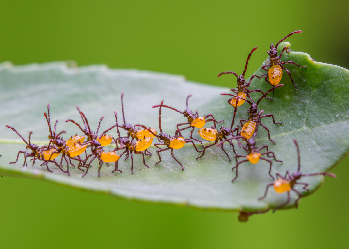刚从罐罐里爬出来不久的钝肩普缘蝽幼虫