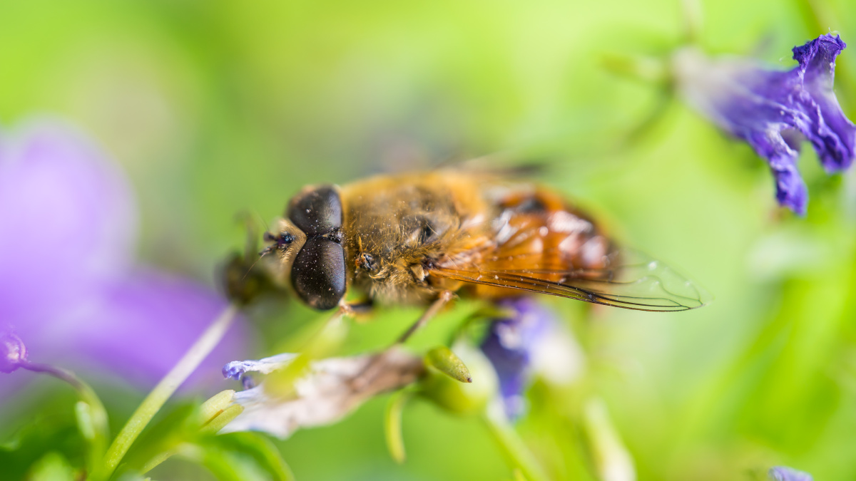 一只通过拟态模仿蜜蜂的食蚜蝇