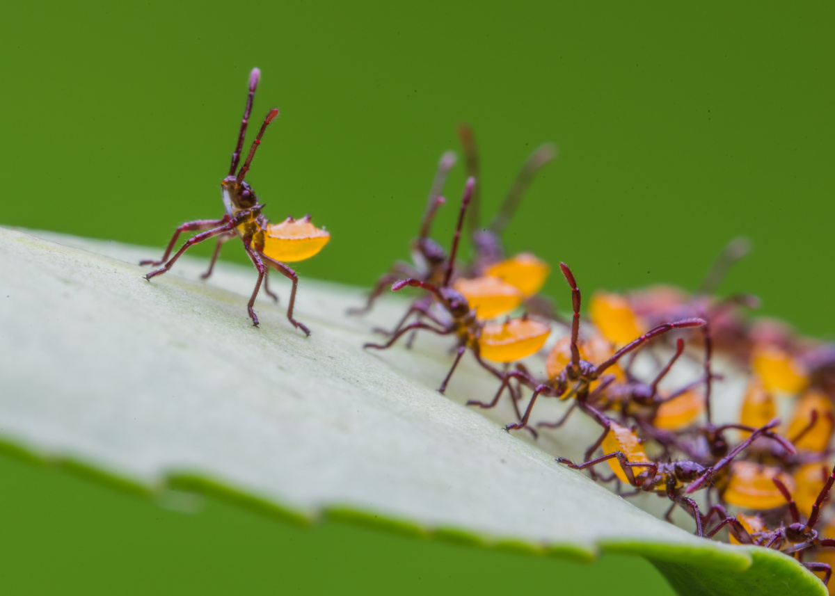 刚从罐罐里爬出来不久的钝肩普缘蝽幼虫