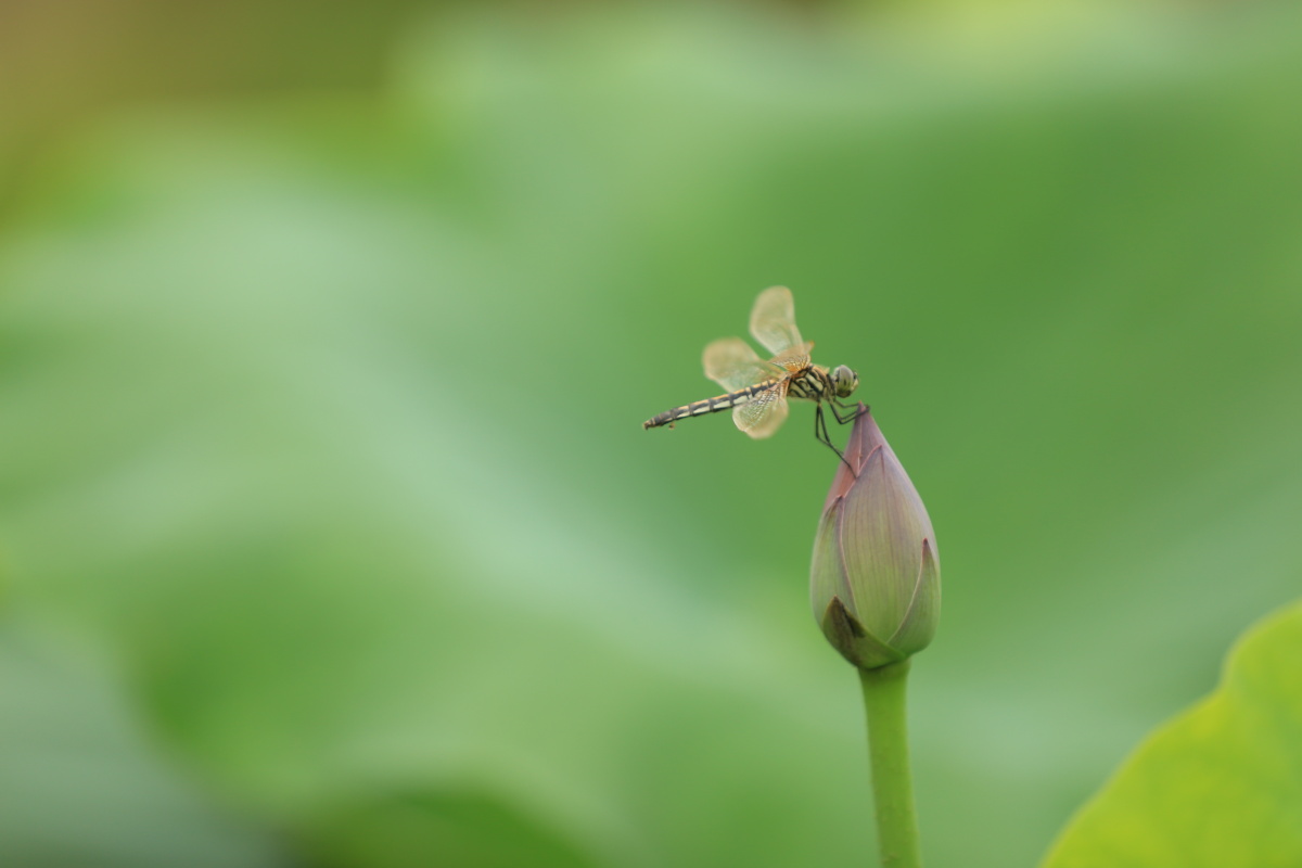 早有蜻蜓立上头