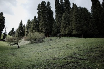 1000006216