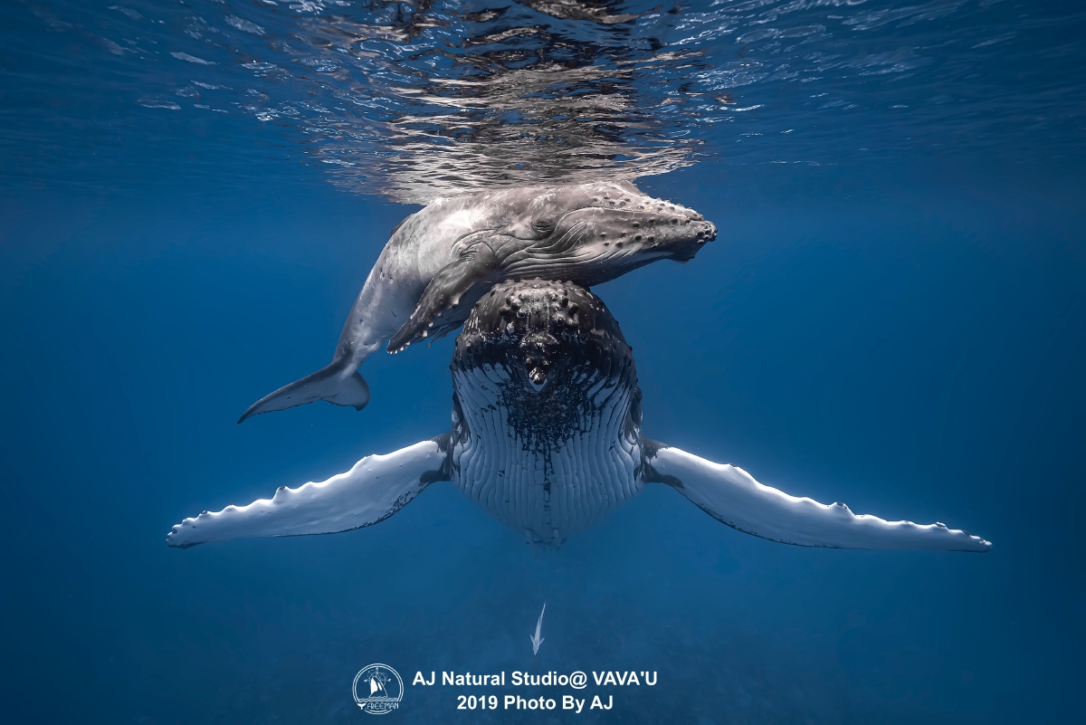 thepoweroflove2019华摄大赛金奖摄于汤加一只母鲸托着睡着的小鲸鱼在