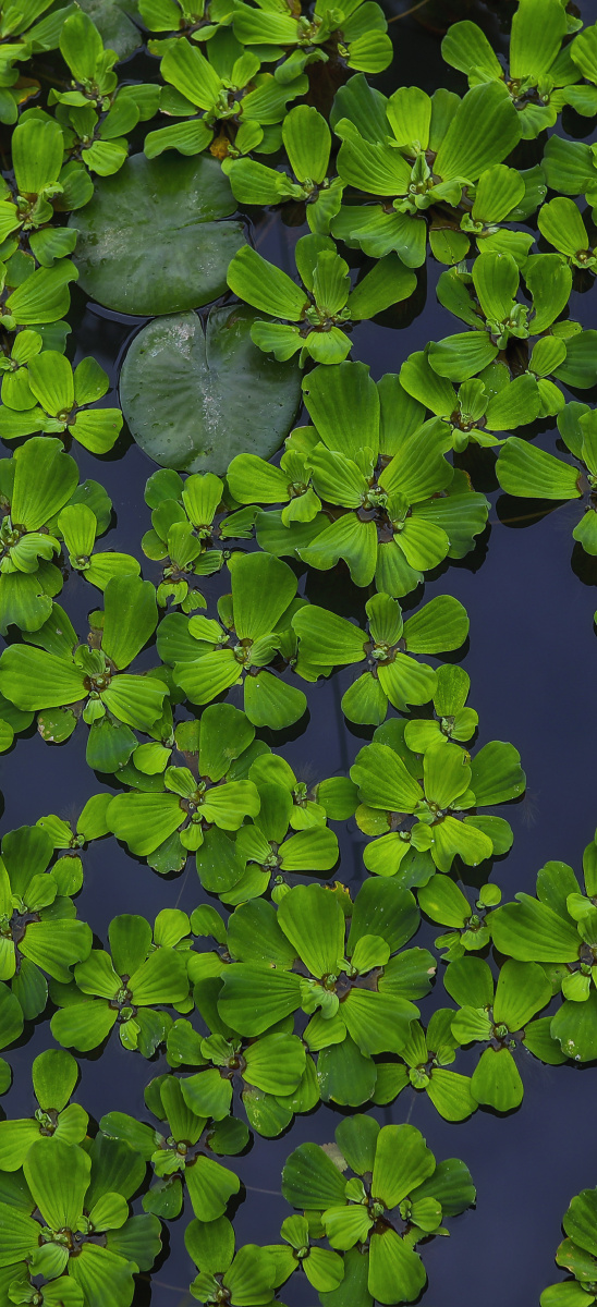 愿我们人人都不做随时漂泊的无根浮萍遇上了就一生珍惜莫相负