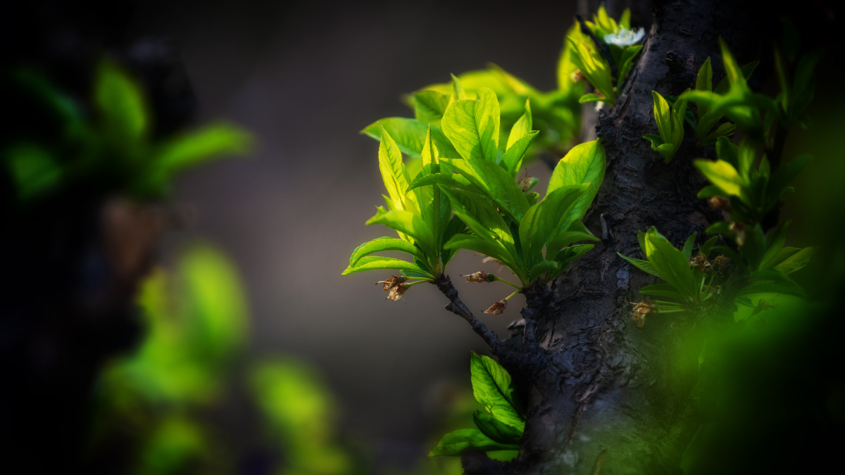 又是一年春好处樱桃枯枝发新芽生命复苏的季节己经来临