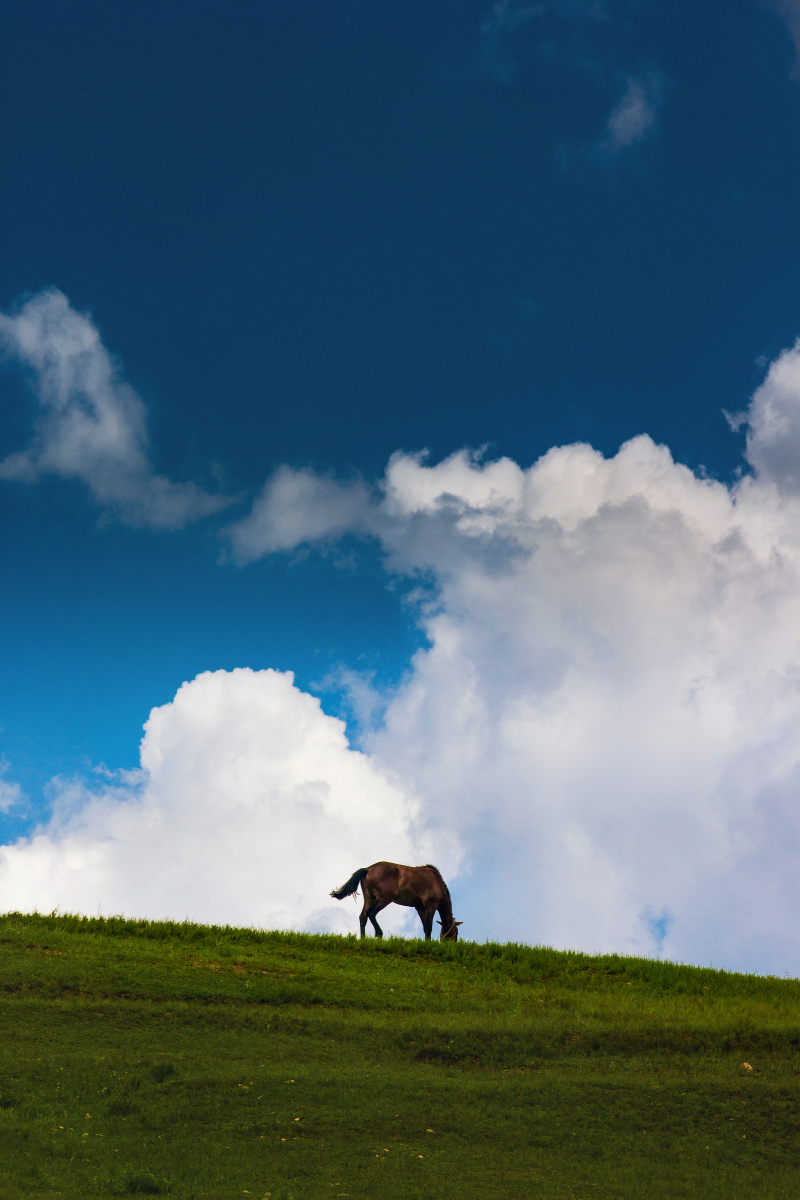 让天马像云,蓝天的云的那种,风不大,像自由的空气,天马的脚步舒缓