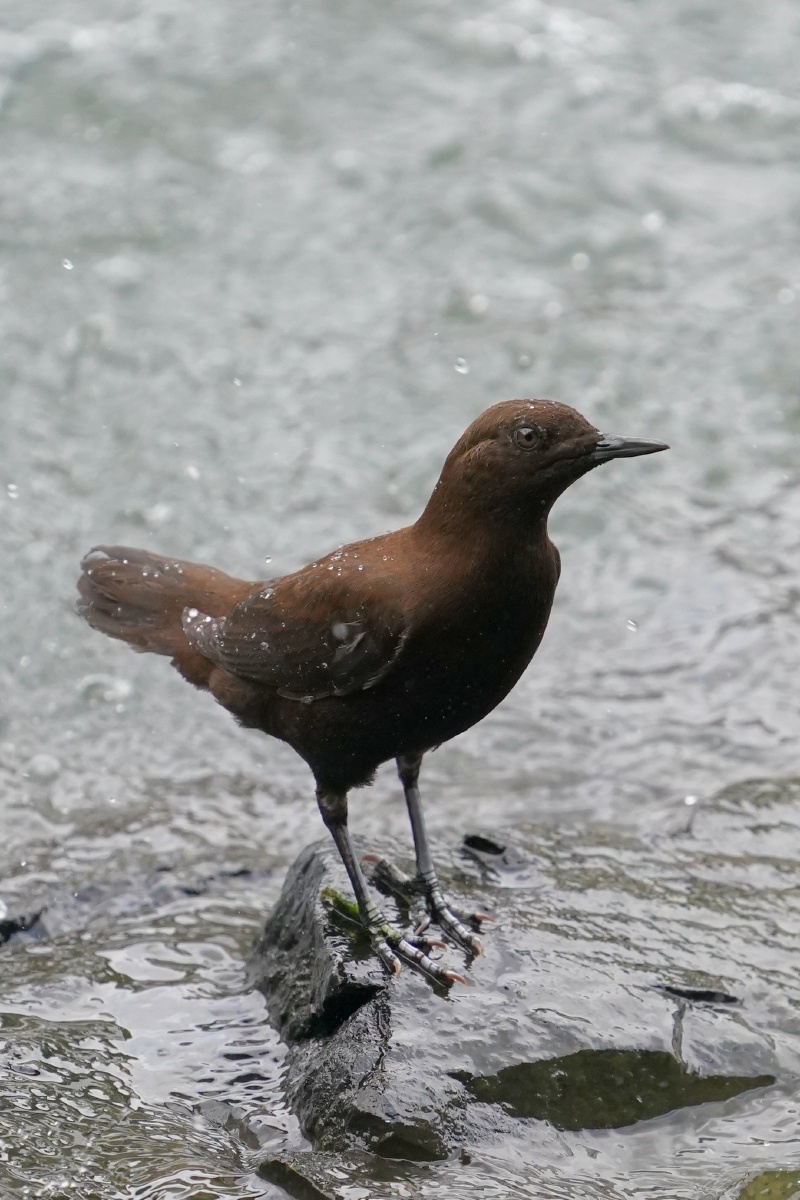褐河乌 - 知更鸟robinzheng - 图虫