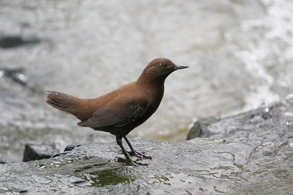 褐河乌 - 知更鸟robinzheng - 图虫