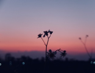 271