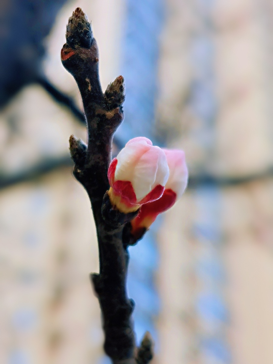 野杏小花苞,拍于美的城美丽家园.