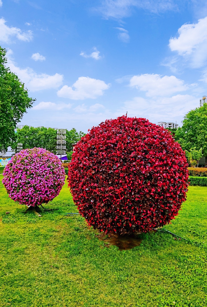街道旁的景观花球
