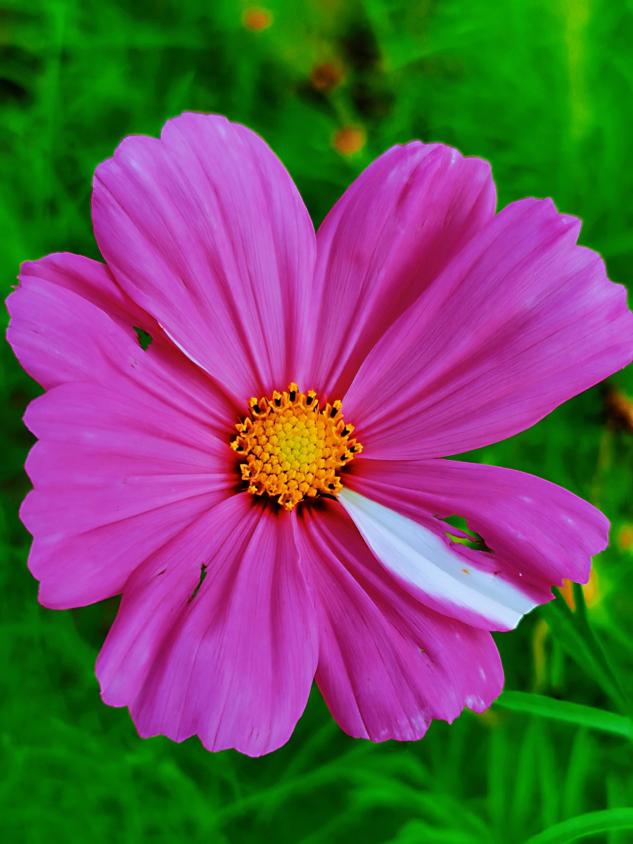 复色花还是植物变异