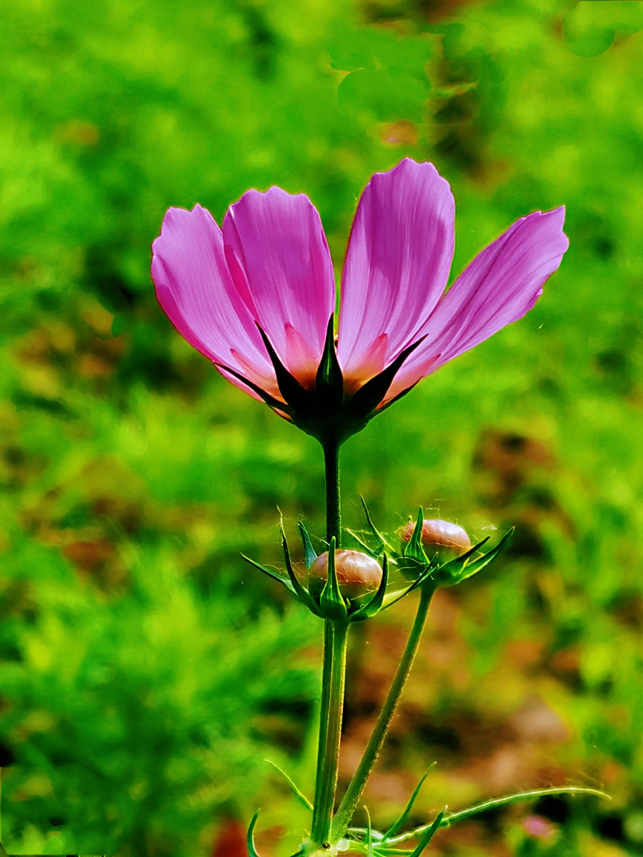阳光下的格桑花