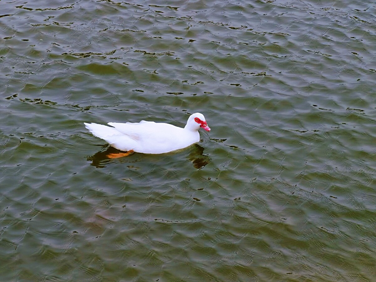 һֻСѼ䰲жɽĻ԰