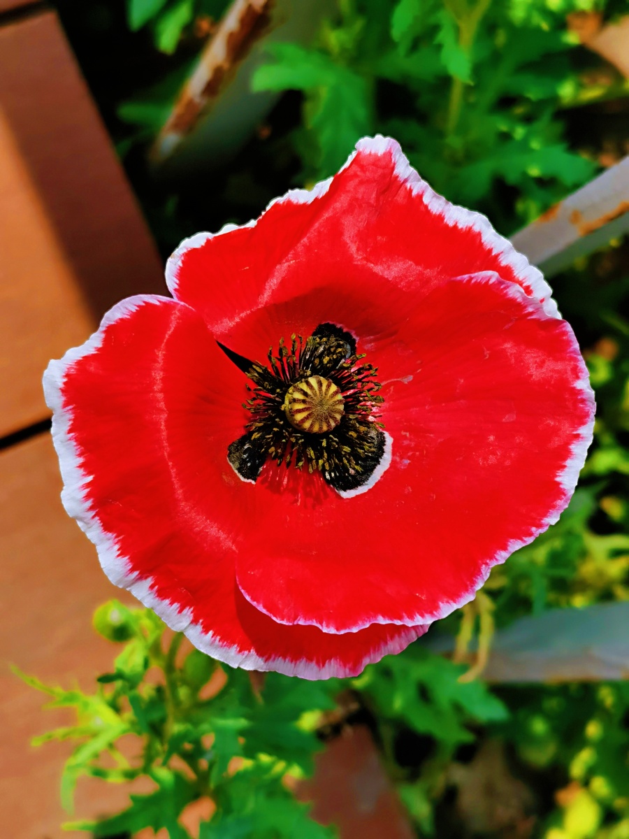 野生东方虞美人