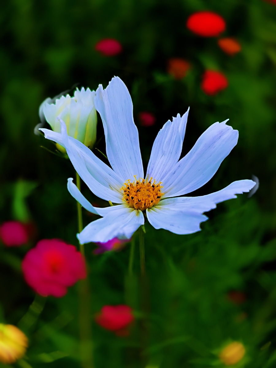 一朵白色金鸡菊路边随拍