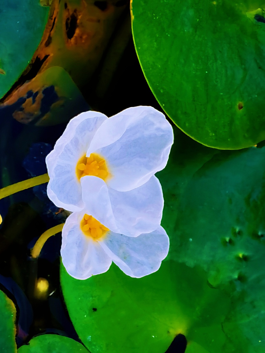 开在水里的小清新水鳖花