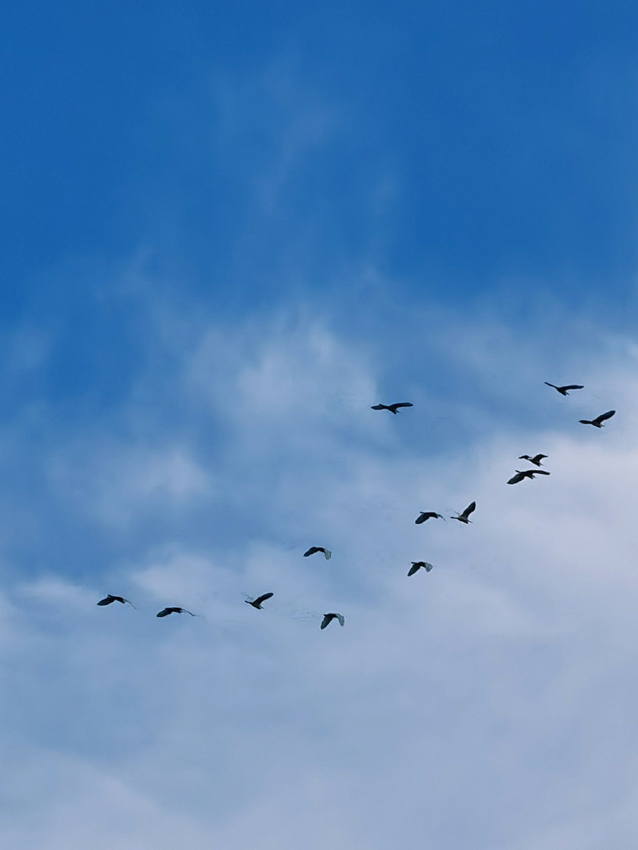 秋天来了天气凉了一片片黄叶从树上落下来一群大雁往南飞一会儿排成