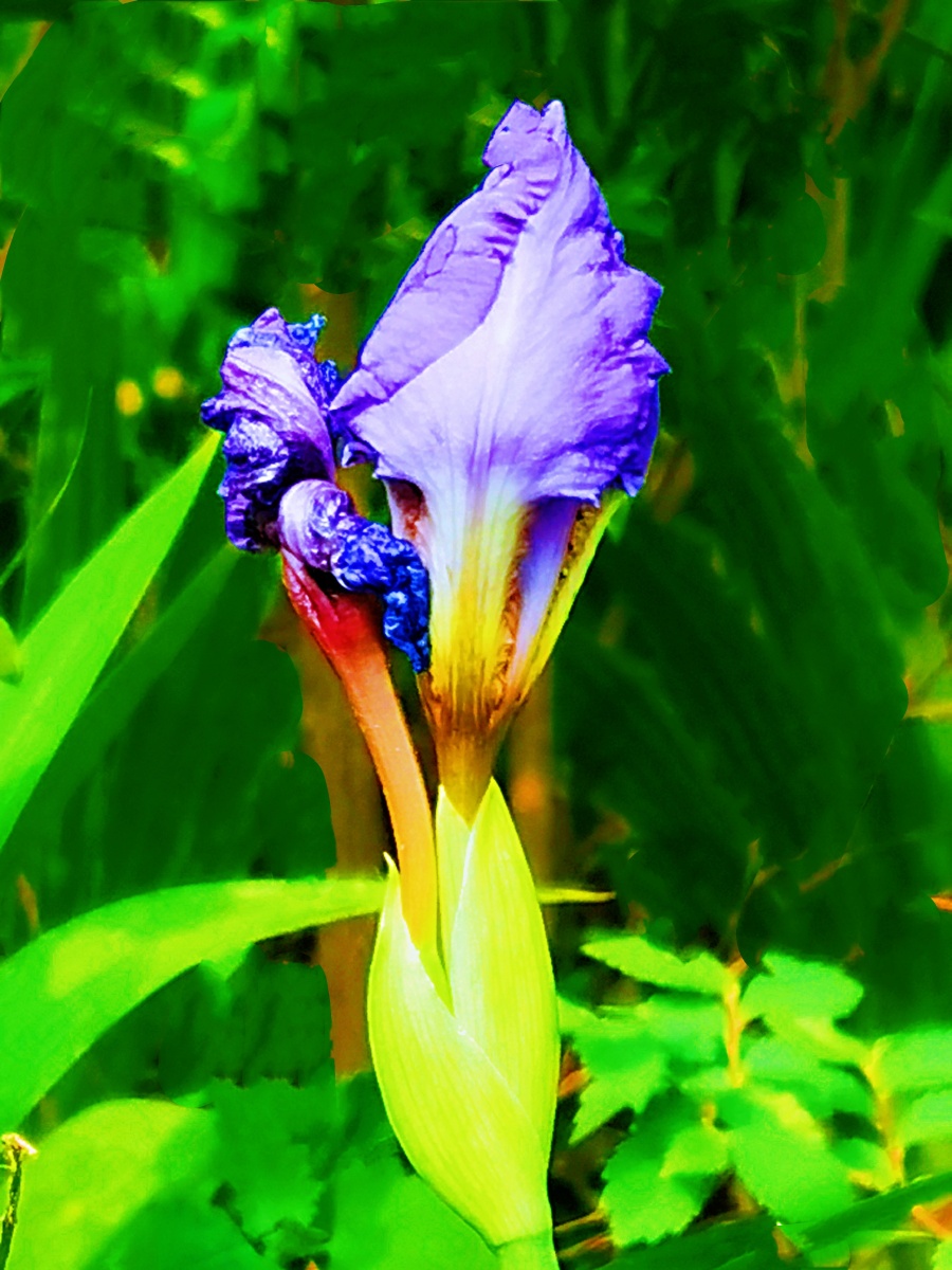 永恒有灵性的蓝色鸢尾花