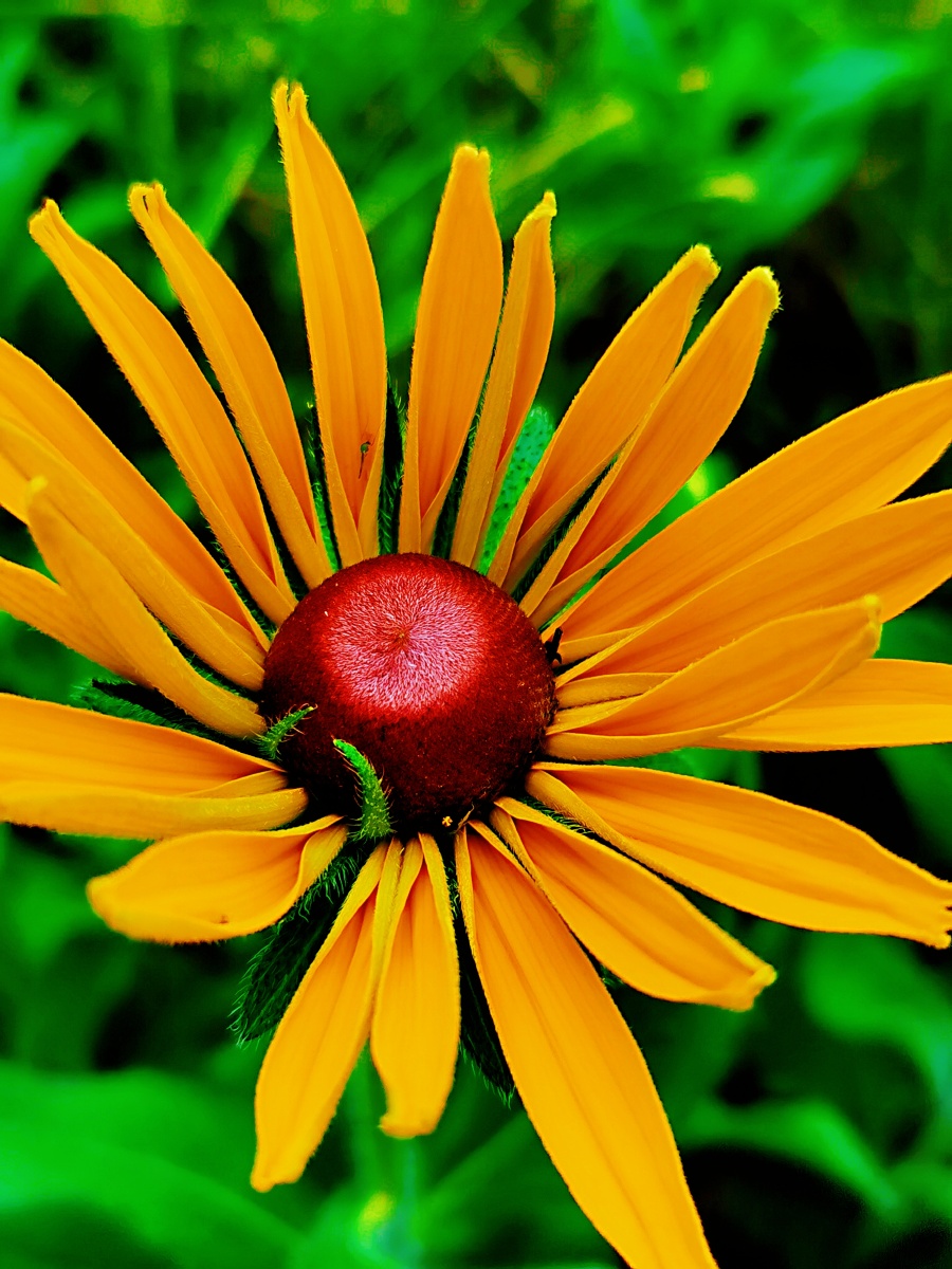 夏日之花——日光菊