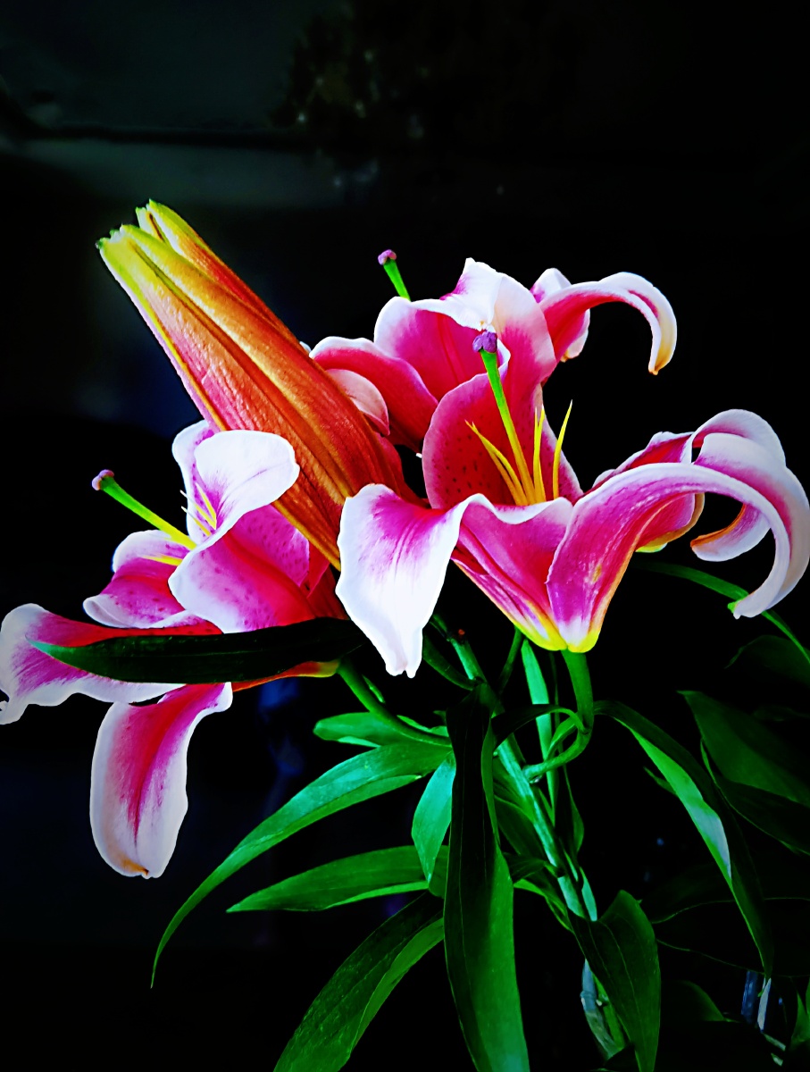 娇美味香的黑美人百合花